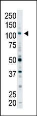 Anti-EPS15L1 Rabbit Polyclonal Antibody (AP (Alkaline Phosphatase))