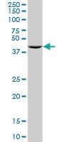 Anti-RNH1 Rabbit Polyclonal Antibody