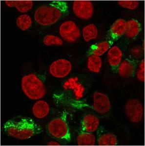 Immunofluorescent analysis of paraformaldehyde fixed HepG2 cells stained with Anti-Albu min Antibody [ALB/2356] followed by Goat Anti-Mouse IgG (CF&#174; 488) (Green). Nuclear counterstain is RedDot