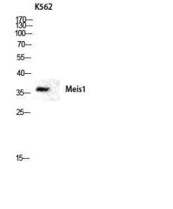 Antibody anti-MEIS1 A99039-100 100 µg