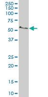 Anti-COX15 Mouse Polyclonal Antibody