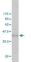 Anti-EXT2 Mouse Monoclonal Antibody [clone: 3G6]