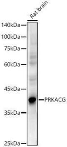 Western blot analysis of extracts of Rat brain, using Anti-PRKACG Antibody (A10210) at 1:500 dilution