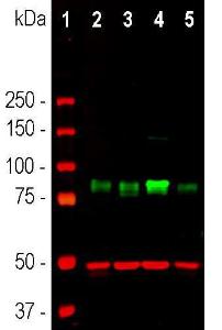 Anti-MARCKS antibody