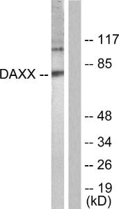 Antibody anti-DAXX 100 µg