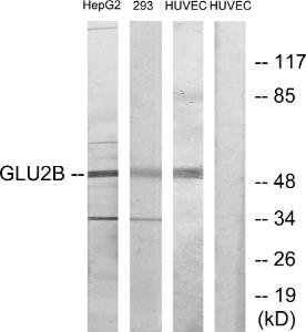 Anti-GLU2B antibody