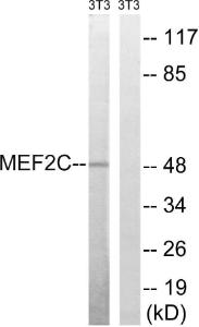 Western blot analysis of lysates from NIH/3T3 cells, treated with starved 24h using Anti-MEF2C Antibody The right hand lane represents a negative control, where the antibody is blocked by the immunising peptide