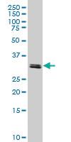 Anti-TAF11 Mouse Monoclonal Antibody [clone: 3G6]