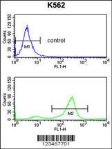 Anti-TSPAN2 Rabbit Polyclonal Antibody (AP (Alkaline Phosphatase))