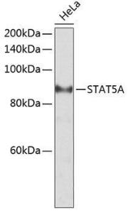 Western blot analysis of extracts of HeLa cells, using Anti-STAT5 Antibody (A10213) at 1:2,000 dilution. The secondary antibody was Goat Anti-Rabbit IgG H&L Antibody (HRP) at 1:10,000 dilution.