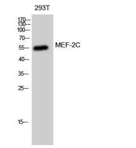 Western blot analysis of 293T cells using Anti-MEF2C Antibody