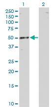 Anti-RBMS1 Mouse Monoclonal Antibody [clone: 3F2-2G9]