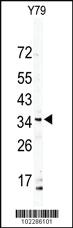 Anti-DSCR3 Rabbit Polyclonal Antibody