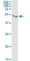 Anti-RNH1 Mouse Monoclonal Antibody [clone: 3F5]