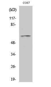 Western blot analysis of various cells using Anti-FOXO4 Antibody