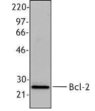 Anti-BCL2 Mouse Monoclonal Antibody [clone: BCL/10C4]