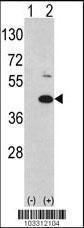 Anti-MOS Rabbit Polyclonal Antibody