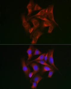 Immunofluorescence analysis of U2OS cells using Anti-STAT5 Antibody (A10213) at a dilution of 1:50 (40x lens). DAPI was used to stain the cell nuclei (blue).