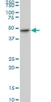 Anti-RBMS1 Mouse Monoclonal Antibody [clone: M1]