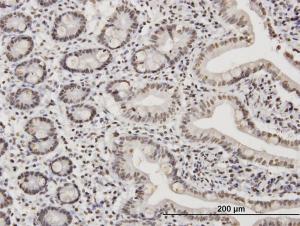 Anti-TAF11 Mouse Monoclonal Antibody [clone: 3G6]