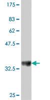 Anti-RPL21 Mouse Polyclonal Antibody