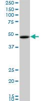 Anti-RBMS1 Mouse Monoclonal Antibody [clone: M1]