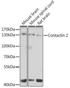 Western blot analysis of extracts of various cell lines, using Anti-TAG1 / TAX1 Antibody (A10214) at 1:1,000 dilution. The secondary antibody was Goat Anti-Rabbit IgG H&L Antibody (HRP) at 1:10,000 dilution.