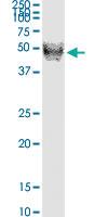 Anti-RNH1 Mouse Monoclonal Antibody [clone: 3F5]