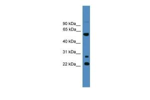 Anti-MNS1 Rabbit Polyclonal Antibody