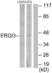 Anti-ERGI3 Rabbit Polyclonal Antibody