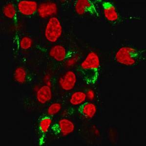 Immunofluorescent analysis of HePG2 cells stained with Anti-Albumin Antibody [ALB/6413R] followed by Goat Anti-Mouse IgG (CFand#174; 488) (Green). Counterstain is RedDot