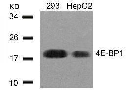 Western blot analysis of lysed extracts from 293 and HepG2 cells using 4E-BP1 (Ab-45).