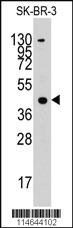 Anti-RIPK1 Rabbit Polyclonal Antibody