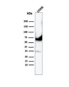 Western blot analysis of human liver lysate using Anti-Albumin Antibody [ALB/6413R]