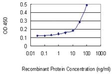 Anti-RNH1 Mouse Monoclonal Antibody [clone: 3F5]