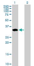 Anti-ARGFX Mouse Polyclonal Antibody