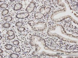 Anti-TAF11 Mouse Monoclonal Antibody [clone: 3G6]