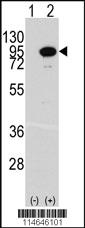 Anti-NRBP1 Rabbit Polyclonal Antibody