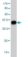 Anti-NUP62 Mouse Monoclonal Antibody [clone: 2D3]