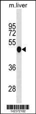 Anti-IRF3 Rabbit Polyclonal Antibody (Biotin)