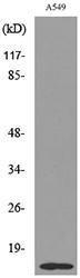 Western blot analysis of lysate from A549 cells using Anti-H2B (acetyl Lys126) Antibody