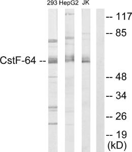 Western blot analysis of lysates from 293, K56 and Jurkat cells using Anti-CSTF2 Antibody. The right hand lane represents a negative control, where the antibody is blocked by the immunising peptide