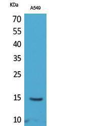 Western blot analysis of A549 cells using Anti-H2B (acetyl Lys126) Antibody