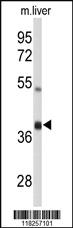 Anti-AIFM2 Rabbit Polyclonal Antibody