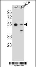 Anti-GNAS Rabbit Polyclonal Antibody (PE (Phycoerythrin))