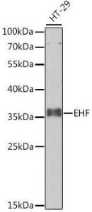 Antibody anti-EHF 100 µl