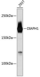 Western blot analysis of extracts of 293T cells, using Anti-DIAPH1 Antibody [ARC0639] (A81067) at 1:1,000 dilution The secondary antibody was Goat Anti-Rabbit IgG H&L Antibody (HRP) at 1:10,000 dilution Lysates/proteins were present at 25 µg per lane