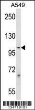 Anti-PCDHB1 Rabbit Polyclonal Antibody (PE (Phycoerythrin))