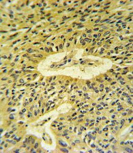 Anti-SMAD7 Rabbit Polyclonal Antibody