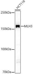 Western blot analysis of HCT116, using Anti-MLH3 Antibody (A10222) at 1:3,500 dilution The secondary antibody was Goat Anti-Rabbit IgG H&L Antibody (HRP) at 1:10,000 dilution Lysates/proteins were present at 25 µg per lane